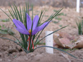 C. sativus